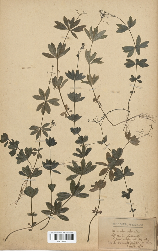 Asperula odorata (Rubiaceae)