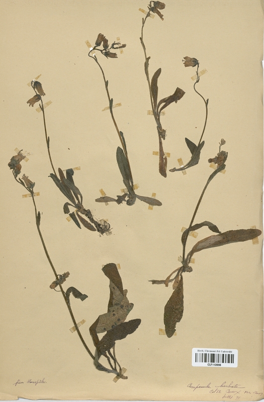 Campanula barbata (Campanulaceae)