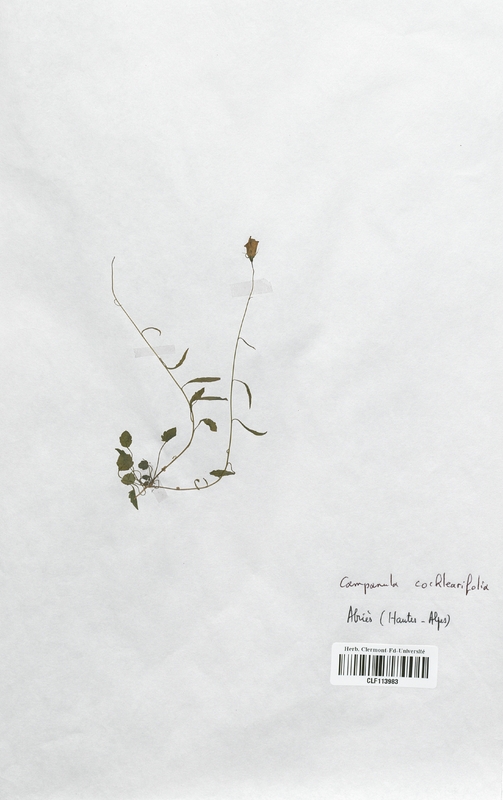 Campanula cochlearifolia (Campanulaceae)
