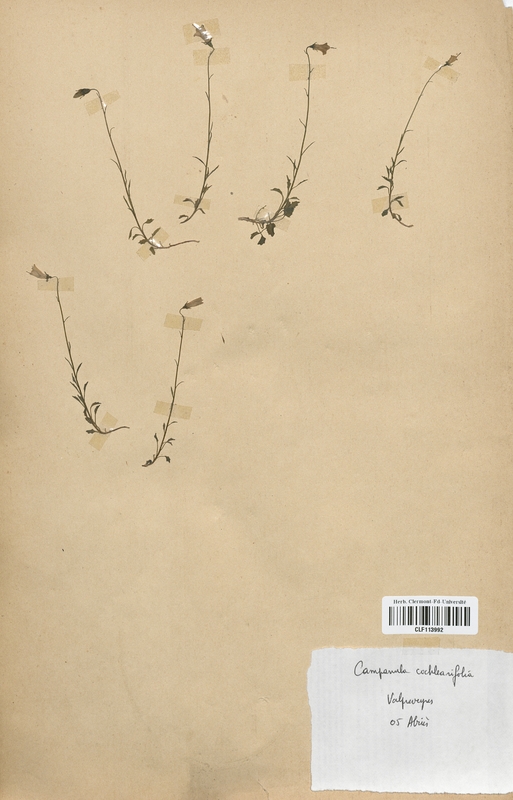 Campanula cochlearifolia (Campanulaceae)