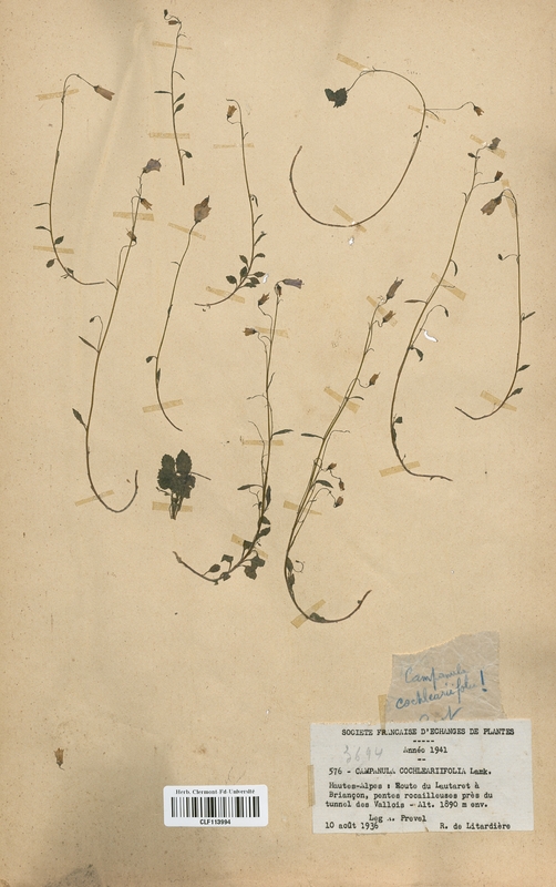 Campanula cochlearifolia (Campanulaceae)
