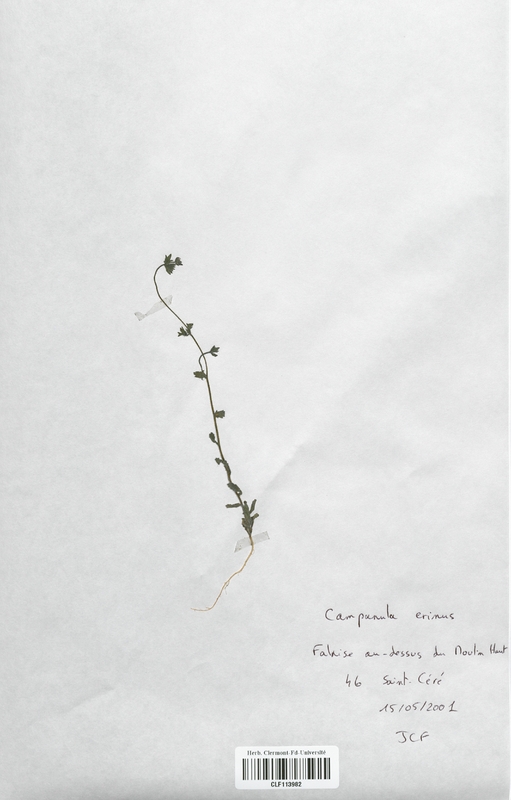 Campanula erinus (Campanulaceae)