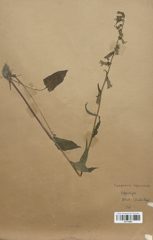 Campanula rapunculoides (Campanulaceae)