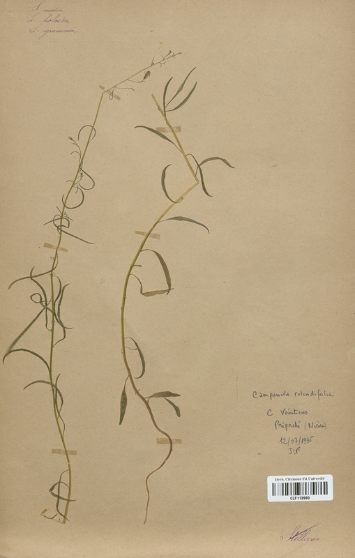 Campanula rotundifolia (Campanulaceae)