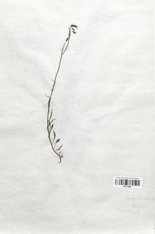 Campanula schleicheri (Campanulaceae)