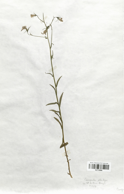 Campanula schleicheri (Campanulaceae)