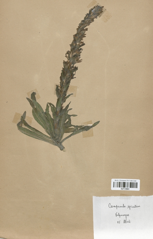 Campanula spicatum (Campanulaceae)