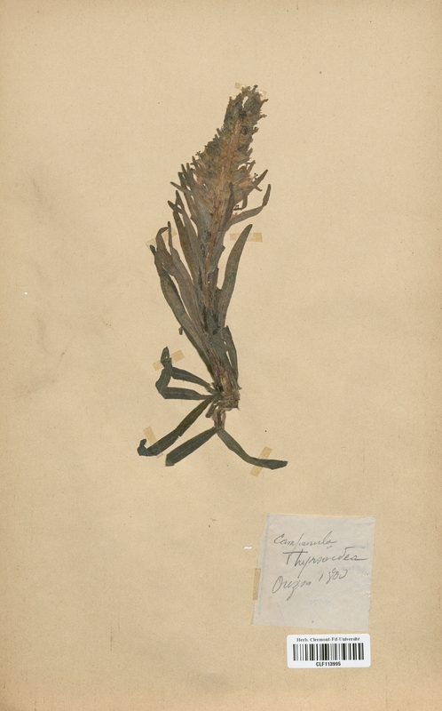 Campanula thyrsoidea (Campanulaceae)