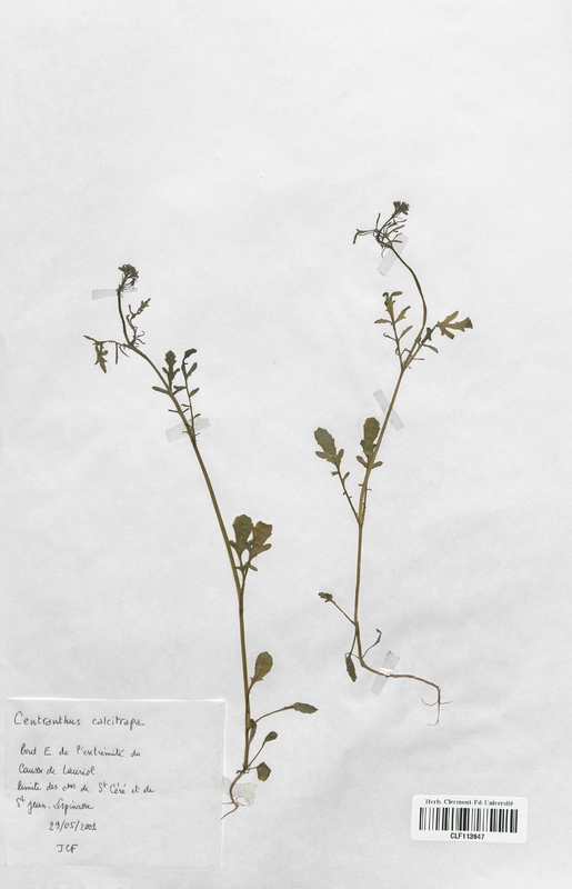 Centranthus calcitrapa (Caprifoliaceae)