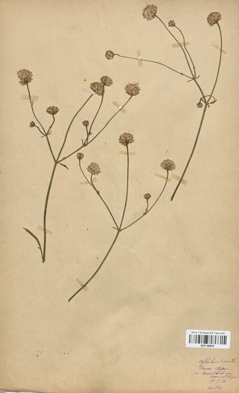 Cephalaria leucantha (Dipsacaceae)