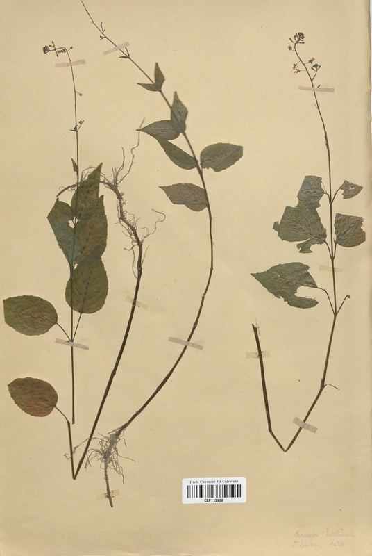 Circaca lutetiana (Onagraceae)