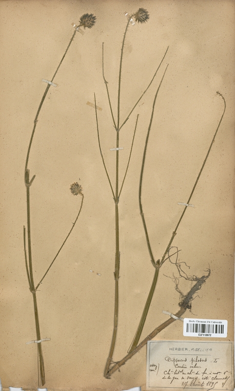 Dipsacus pilosus (Dipsacaceae)