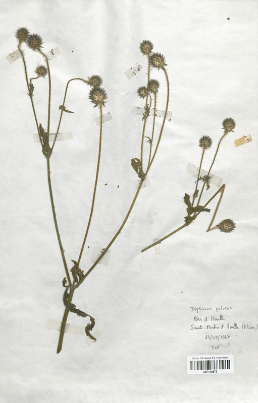 Dipsacus pilosus (Dipsacaceae)