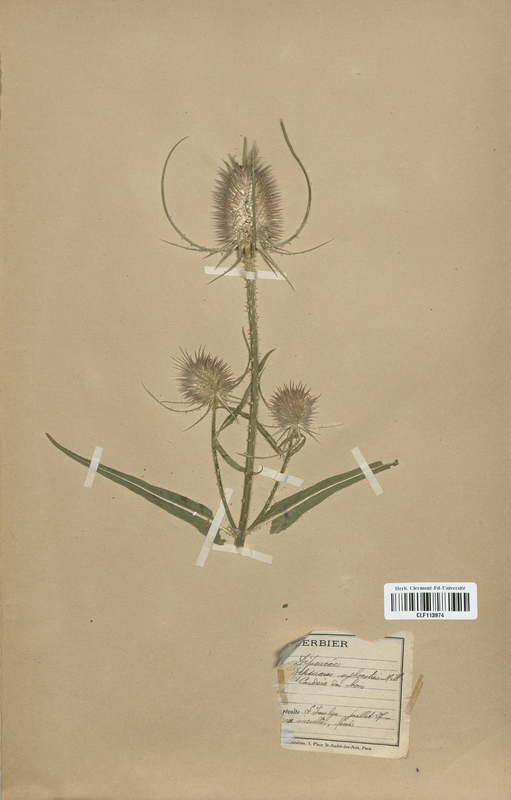 Dipsacus sylvestris (Dipsacaceae)
