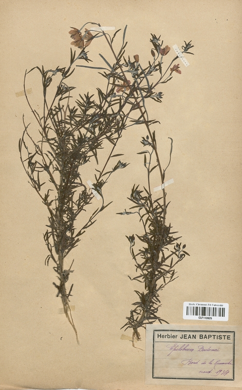 Epilobium dodonei (Onagraceae)