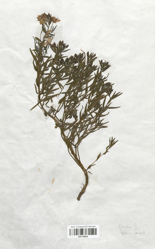 Epilobium scheichei (Onagraceae)