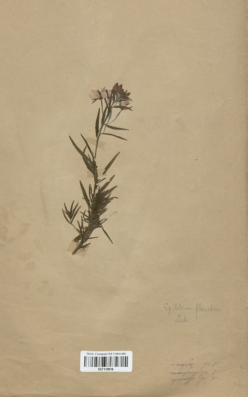 Epilobium fleischeri (Onagraceae)