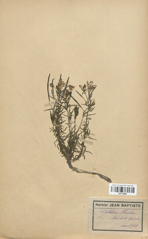 Epilobium fleischeri (Onagraceae)