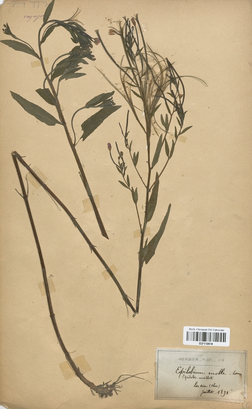 Epilobium molle (Onagraceae)