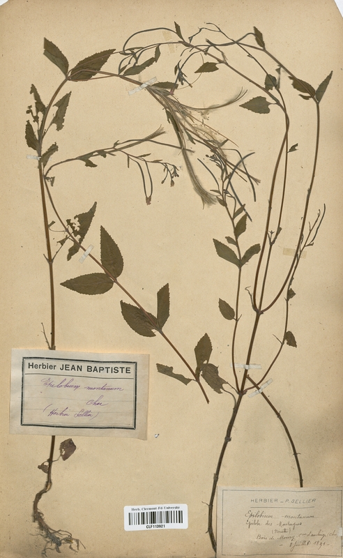 Epilobium montanum (Onagraceae)