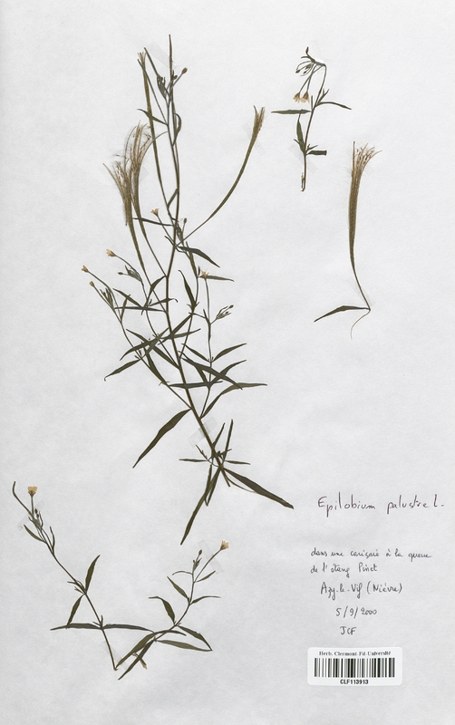 Epilobium palustre (Onagraceae)