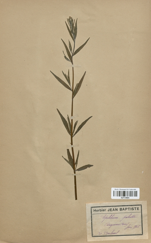 Epilobium palustre (Onagraceae)