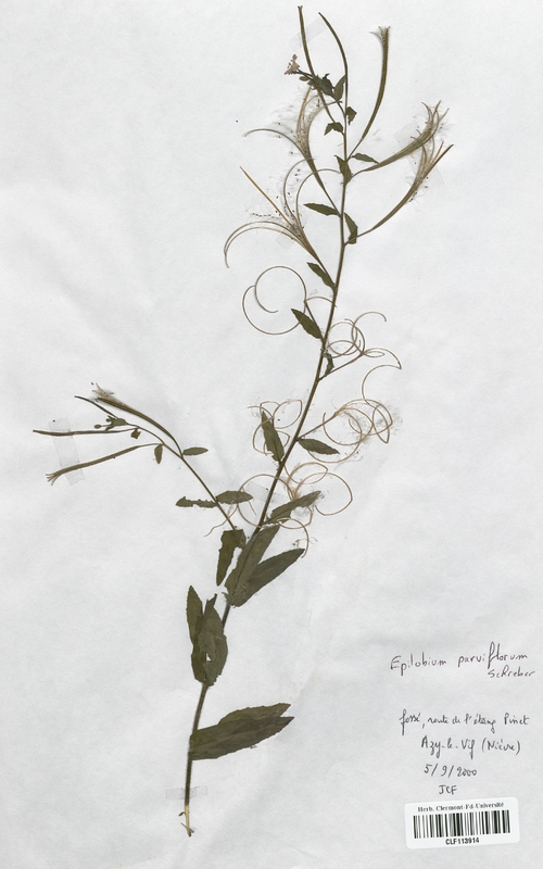 Epilobium parviflorum (Onagraceae)