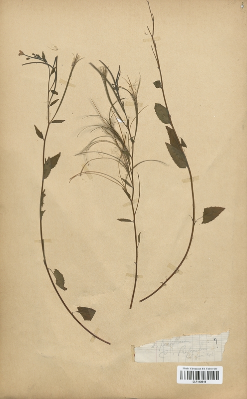 Epilobium parviflorum (Onagraceae)