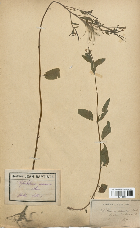 Epilobium roseum (Onagraceae)