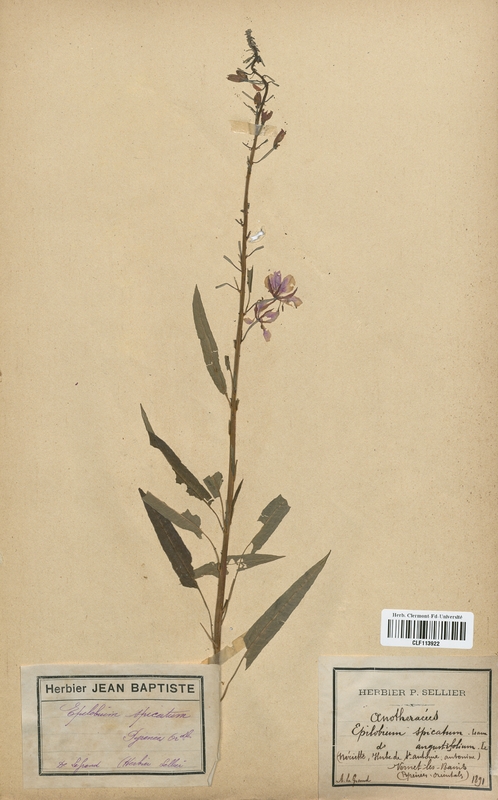 Epilobium spicatum (Onagraceae)