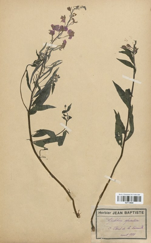 Epilobium spicatum (Onagraceae)
