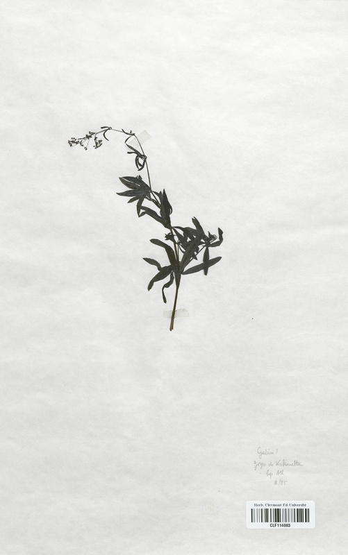 Galium (Rubiaceae)