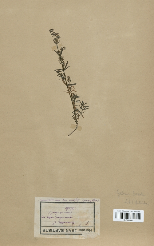 Galium boreale (Rubiaceae)