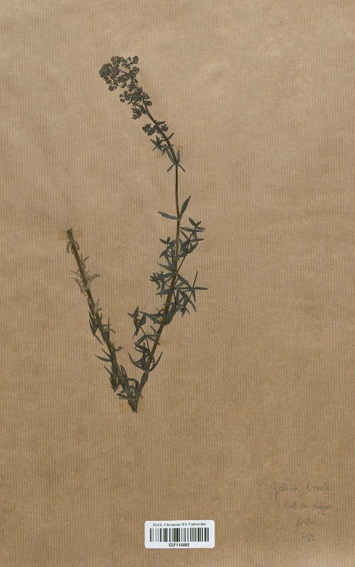 Galium boreale (Rubiaceae)
