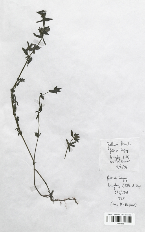 Galium boreale (Rubiaceae)