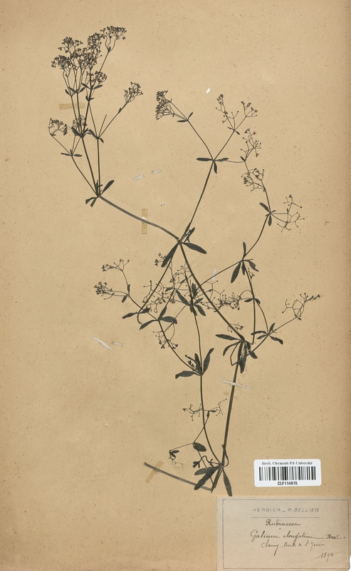 Galium elongatum (Rubiaceae)