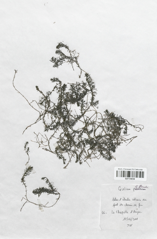 Galium fleurotii (Rubiaceae)