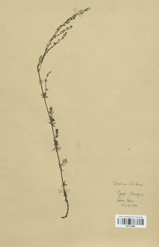 Galium lucidum (Rubiaceae)