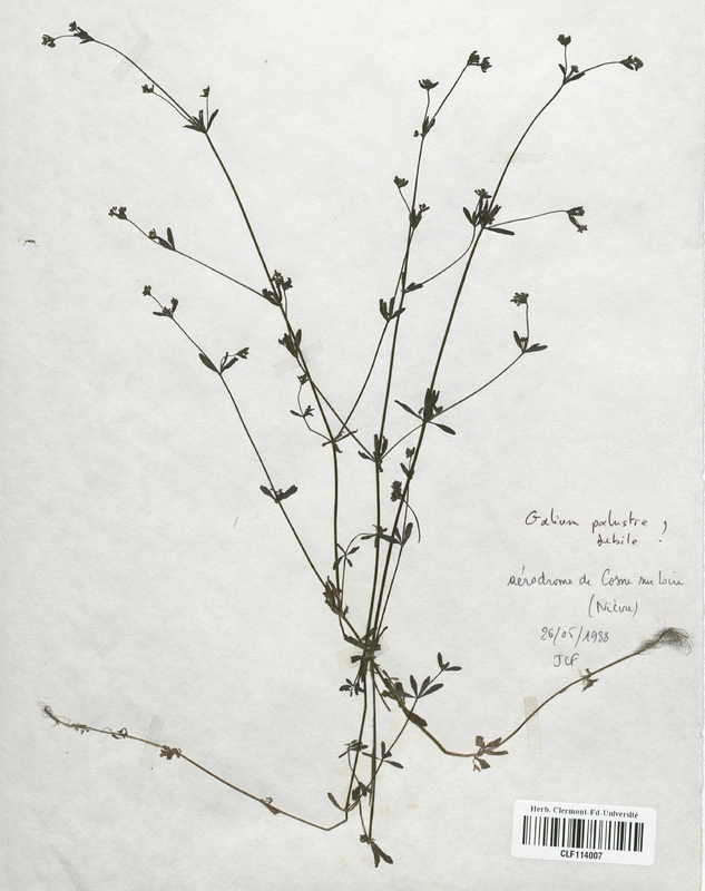 Galium palustre (Rubiaceae)