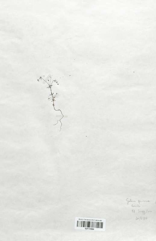 Galium parisiense (Rubiaceae)
