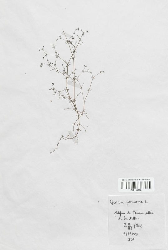 Galium parisiense (Rubiaceae)