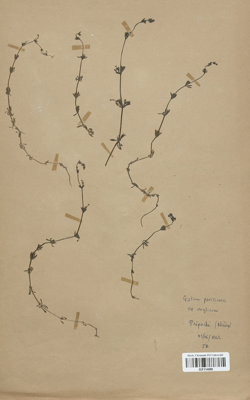 Galium parisiense (Rubiaceae)