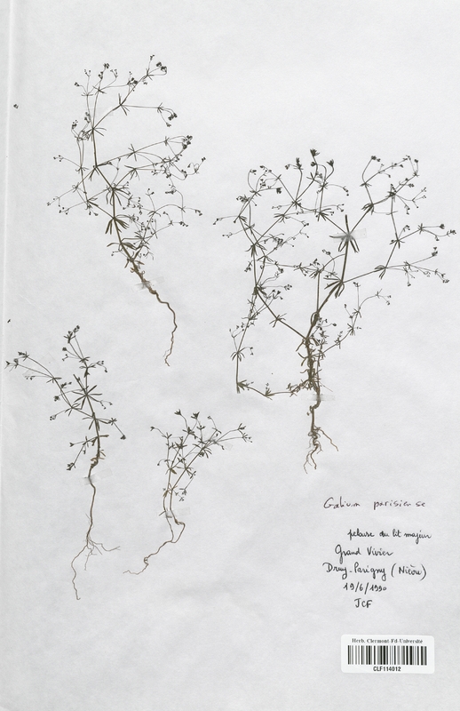Galium parisiense (Rubiaceae)