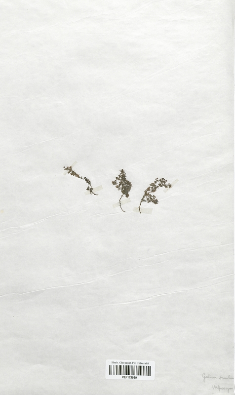 Galium pumilum (Rubiaceae)