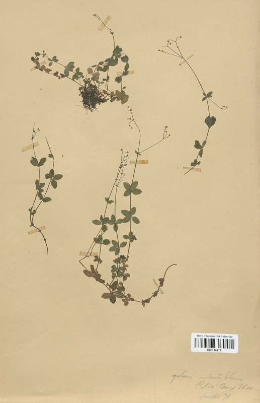 Galium rotundifolium (Rubiaceae)