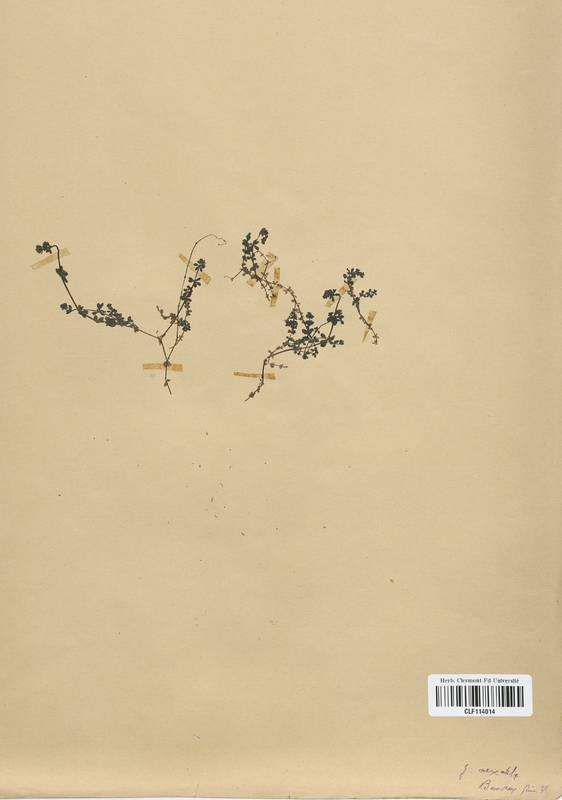 Galium saxatile (Rubiaceae)