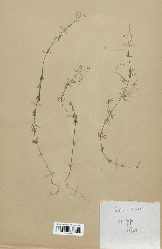 Galium timorei (Rubiaceae)