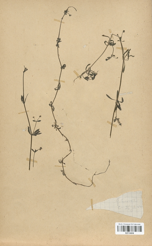 Galium tricorne (Rubiaceae)