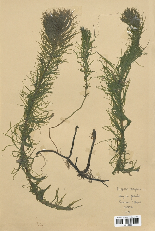 Hippuris vulgaris (Haloragaceae)