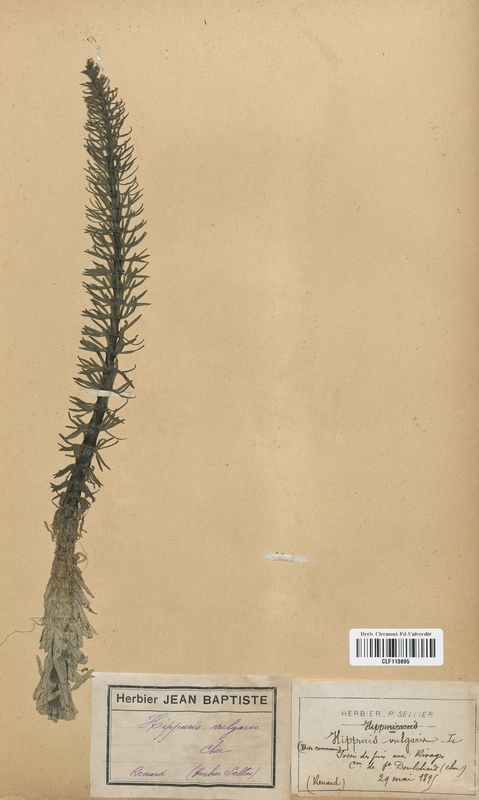 Hippuris vulgaris (Haloragaceae)